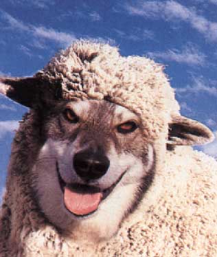 quot wolf in sheep